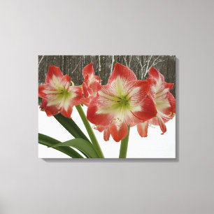 Impressão Em Tela Amaryllis no Feriado Vermelho de Neve Floral de in