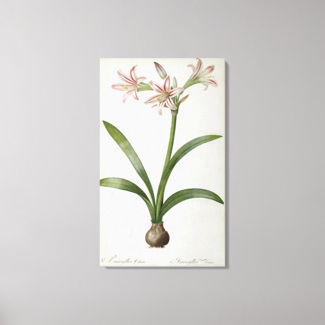 Impressão Em Tela Amaryllis Vittata (Frente)