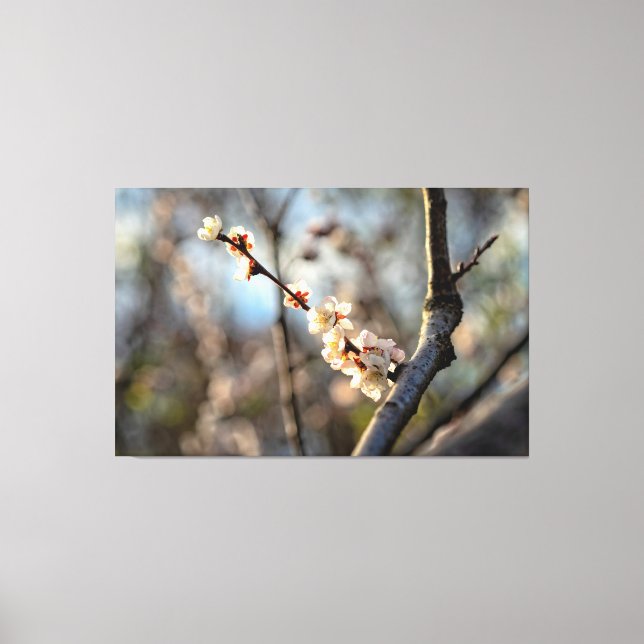 Impressão Em Tela Ameixa Japonesa Iluminada pelo Sol Sakura Flores B (Frente)