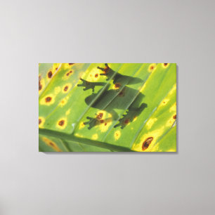 Impressão Em Tela AMÉRICA CENTRAL, Costa Rica, sapo retroiluminado