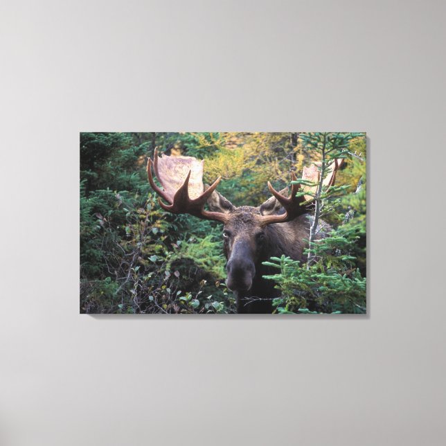 Impressão Em Tela América do Norte, Canadá, Nova Escócia, Cabo Bretã (Frente)