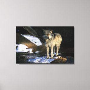 Impressão Em Tela América do Norte, EUA, Minnesota. Lobo (Canis