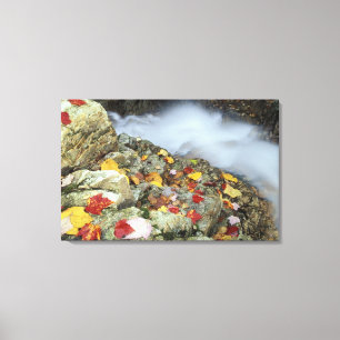 Impressão Em Tela América do Norte, EUA, NH, Cai em Nova Inglaterra.