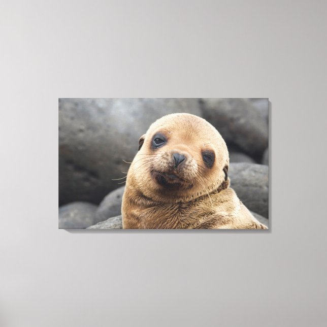 Impressão Em Tela América do Sul, Equador, Ilhas Galápagos (Frente)