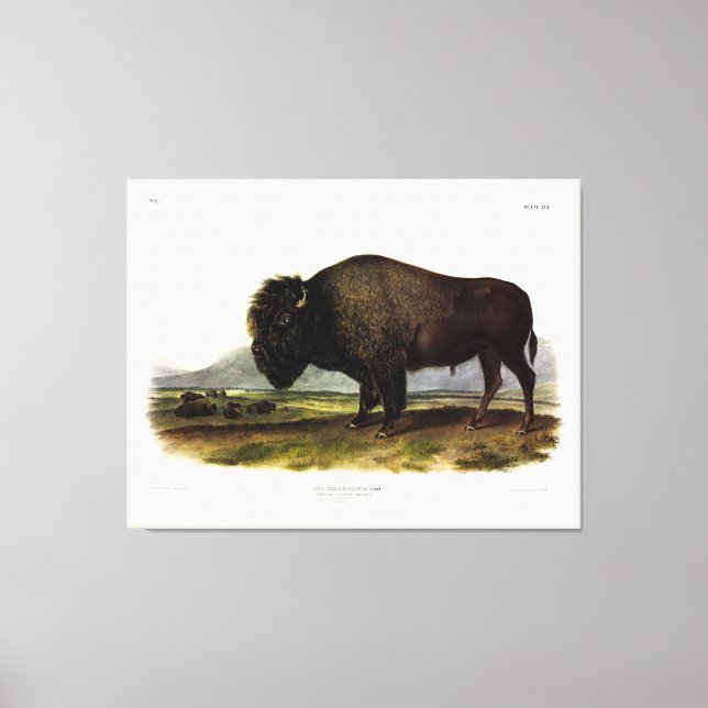 Impressão Em Tela American Bison, ou Buffalo (Bison bison) - Audubon (Frente)