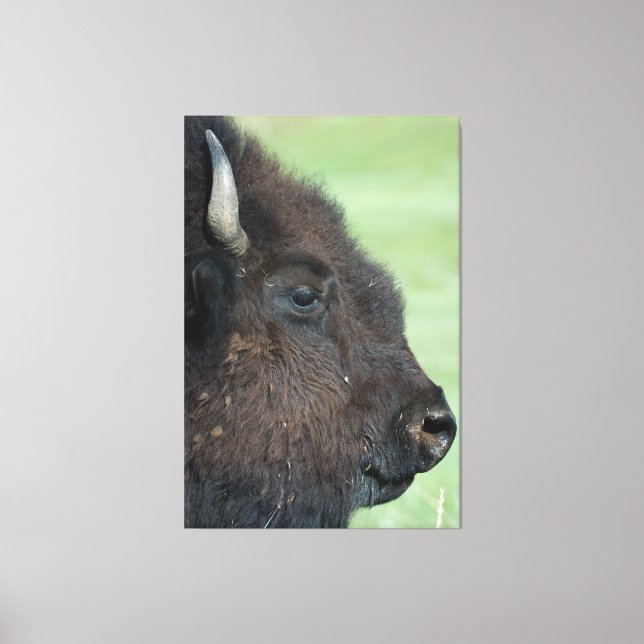 Impressão Em Tela American Bison Up Close - Wildlife Fotografia (Frente)