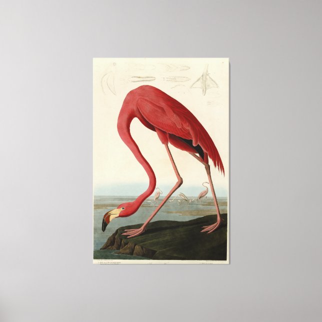 Impressão Em Tela American Flamingo, das Aves da América de Audubon (Frente)