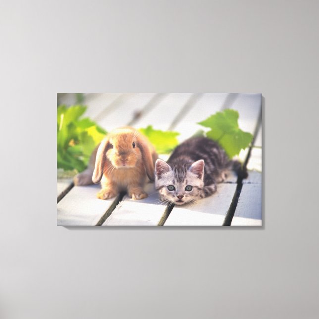 Impressão Em Tela American Shorthair; é o mais popular e mais popula (Frente)