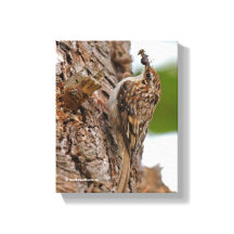 American Treecreeper com Inseto