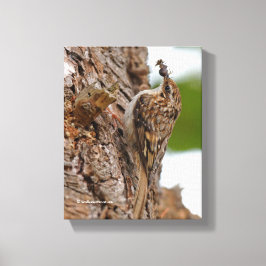 Impressão Em Tela American Treecreeper com Inseto