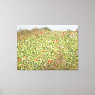 Impressão Em Tela Amish Pumpkin Patch Fotografia Wall Art