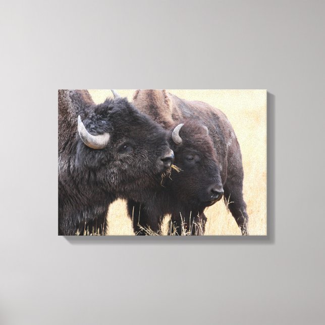 Impressão Em Tela amizade bison (Frente)