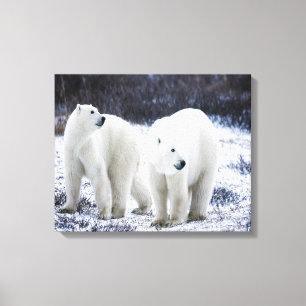 Impressão Em Tela Amor do urso polar