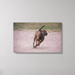 Impressão Em Tela Amstaff em execução