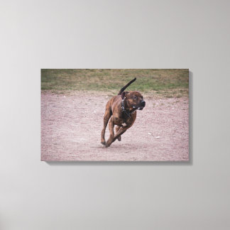 Impressão Em Tela Amstaff em execução