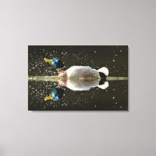 Impressão Em Tela (Anas platyrhyncus), agitando a água após