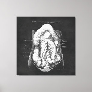 Impressão Em Tela Anatomia Arte do Sistema Digestivo Doutor Presente