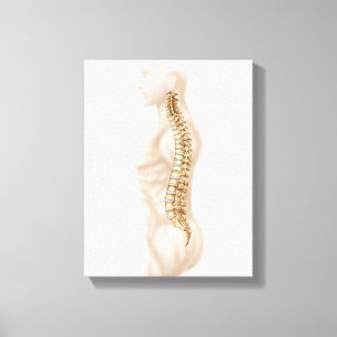Impressão Em Tela Anatomia Da Coluna Vertebral Humana, Lateral Esque