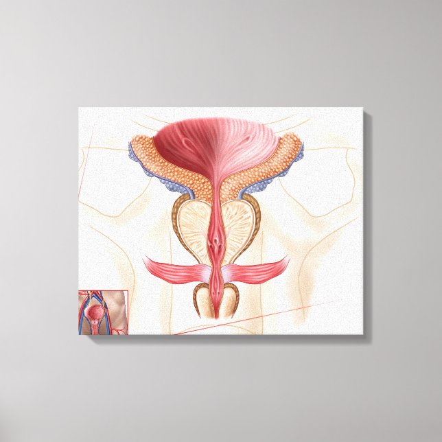 Impressão Em Tela Anatomia Da Terra Prostática (Frente)
