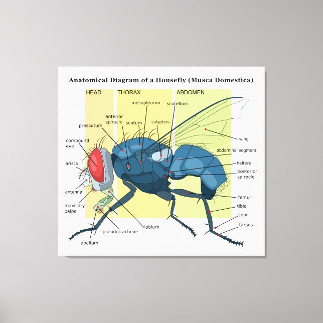 Impressão Em Tela Anatomia de um Diagrama de Mosca Domestica (Frente)