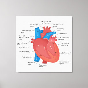 Impressão Em Tela Anatomia do coração