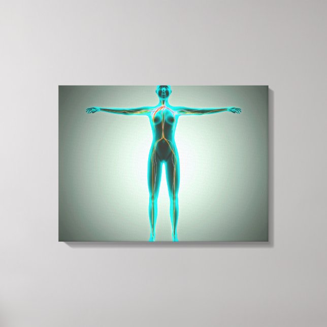 Impressão Em Tela Anatomia Do Corpo Feminino Com Artérias E Veias (Frente)