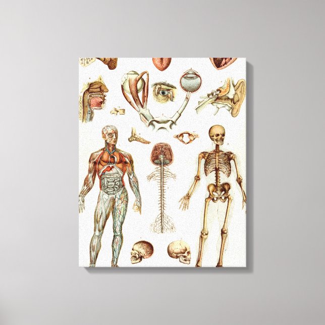 Impressão Em Tela Anatomia do corpo humano (Frente)