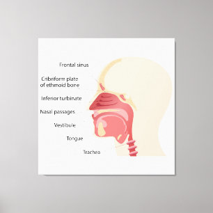 Impressão Em Tela Anatomia do nariz humano