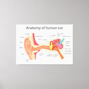 Impressão Em Tela Anatomia do ouvido humano