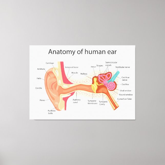 Impressão Em Tela Anatomia do ouvido humano (Frente)