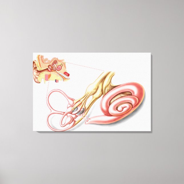 Impressão Em Tela Anatomia Do Ouvido Humano, Labirinto Membranar (Frente)