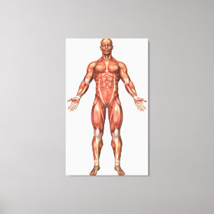 Impressão Em Tela Anatomia do sistema muscular masculino, vista