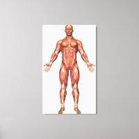 Anatomia Do Sistema Muscular Masculino, Vista Fron