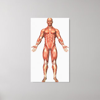 Impressão Em Tela Anatomia Do Sistema Muscular Masculino, Vista Fron