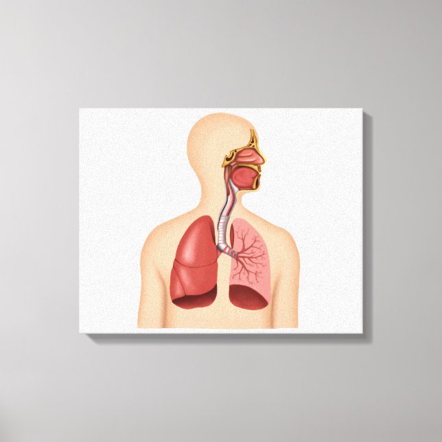 Impressão Em Tela Anatomia Do Sistema Respiratório Humano (Frente)