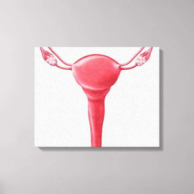 Impressão Em Tela Anatomia Do Útero Feminino 2 (Frente)