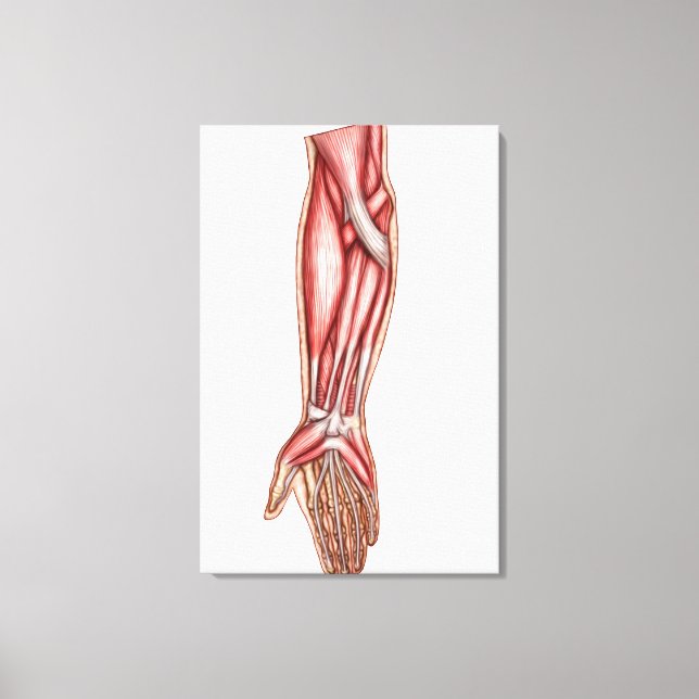 Impressão Em Tela Anatomia Dos Músculos Anteriores Humanos 2 (Frente)