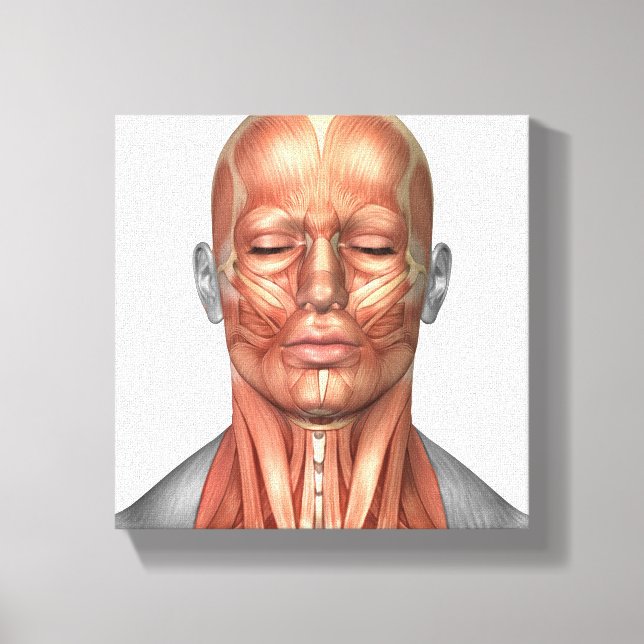 Impressão Em Tela Anatomia Dos Músculos Da Face E Do Pescoço Humanos (Frente)