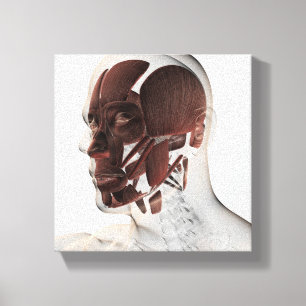 Impressão Em Tela Anatomia dos músculos faciais masculinos, vista