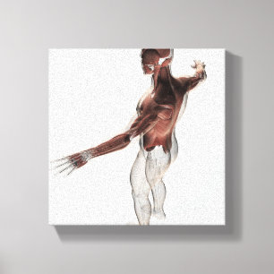 Impressão Em Tela Anatomia dos músculos masculinos na parte superio