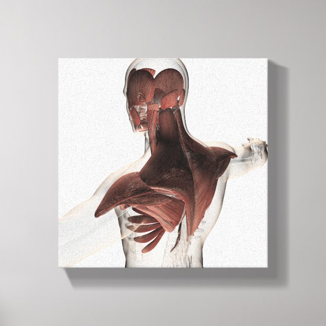 Impressão Em Tela Anatomia Dos Músculos Masculinos No Corpo Superior (Frente)