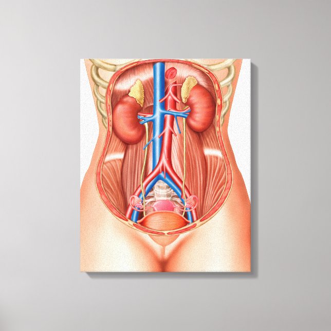 Impressão Em Tela Anatomia Dos Órgãos Humanos (Frente)
