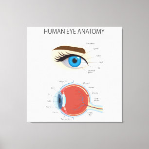 Impressão Em Tela Anatomia humana dos olhos