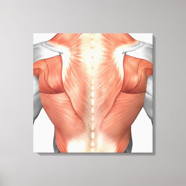 Impressão Em Tela Anatomia Muscular Masculina Do Fundo Humano 1 (Frente)