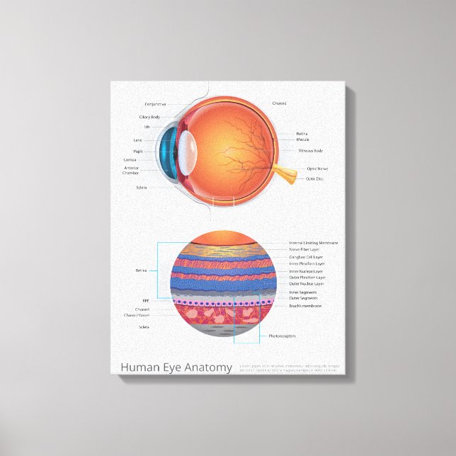 Impressão Em Tela Anatomia ocular humana (Frente)