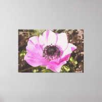 Anemone Rosa Rosa Pastoso Artístico