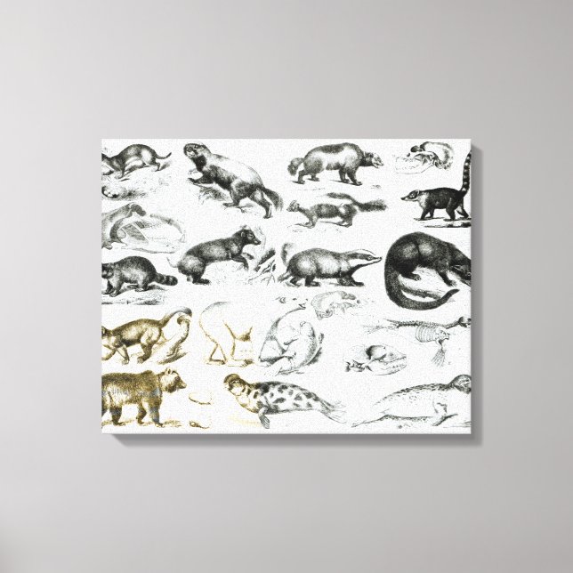 Impressão Em Tela Animais Carnívoros (Frente)