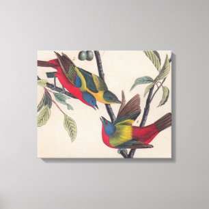 Impressão Em Tela Animais Selvagens de Aves Pintadas com Audubon