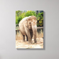 animal de elefante indiano
