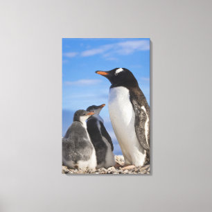 Impressão Em Tela Antártica, Neko Cove (Porto). Pinguim Gentoo 2